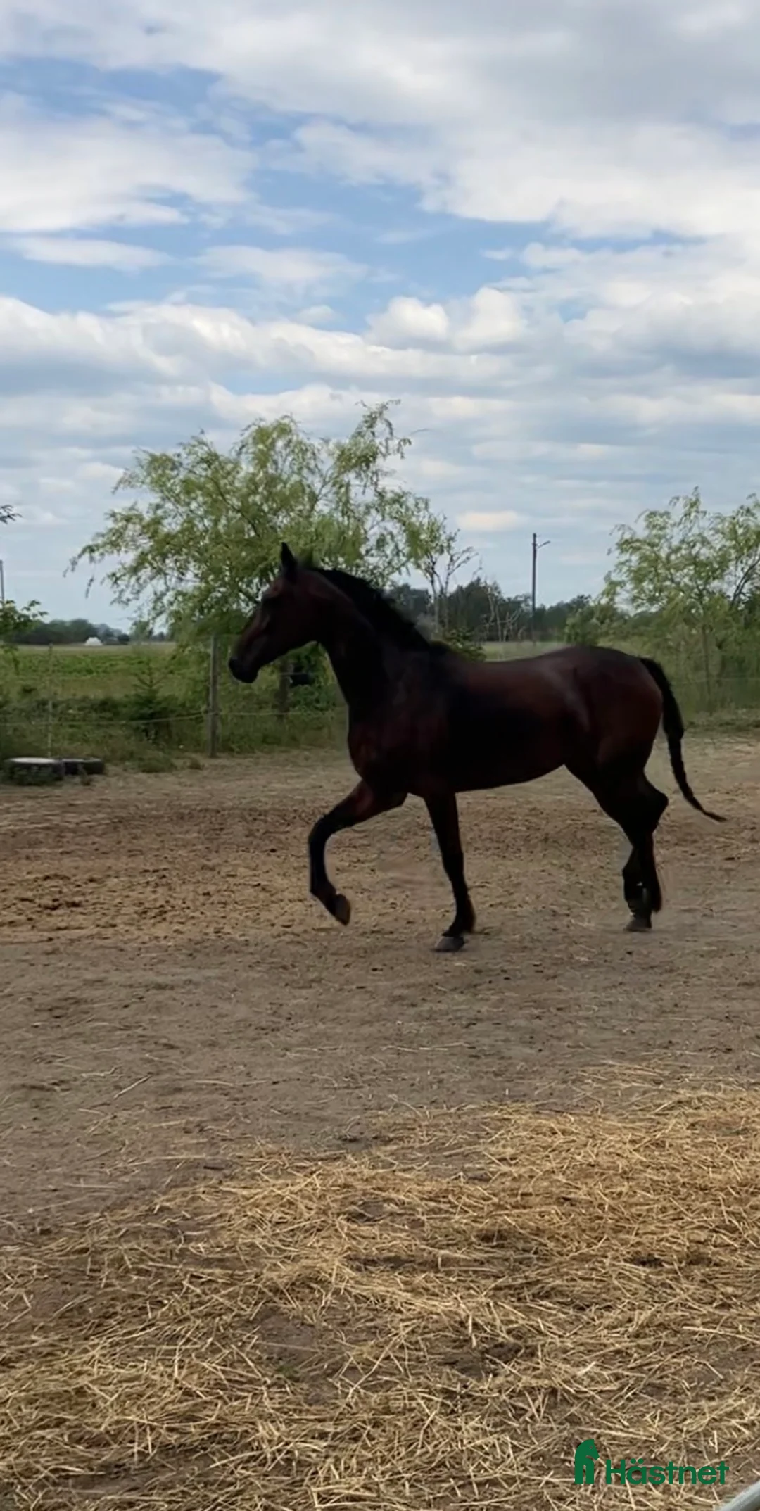 Allround hästar till salu: Varmblod ( travare) - Annons 2