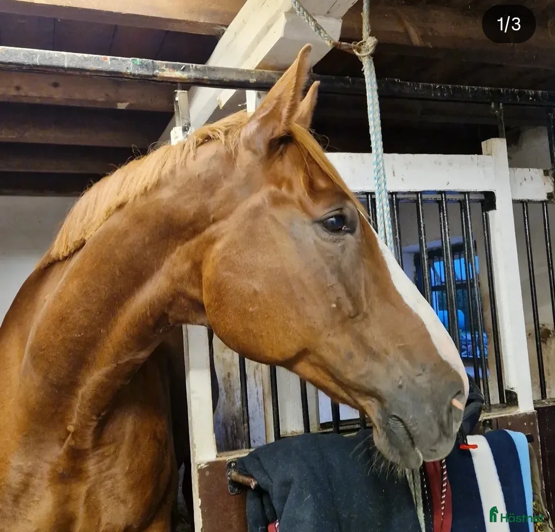 Allround hästar till salu: Allroundhäst med känsla & egen motor - Annons 4