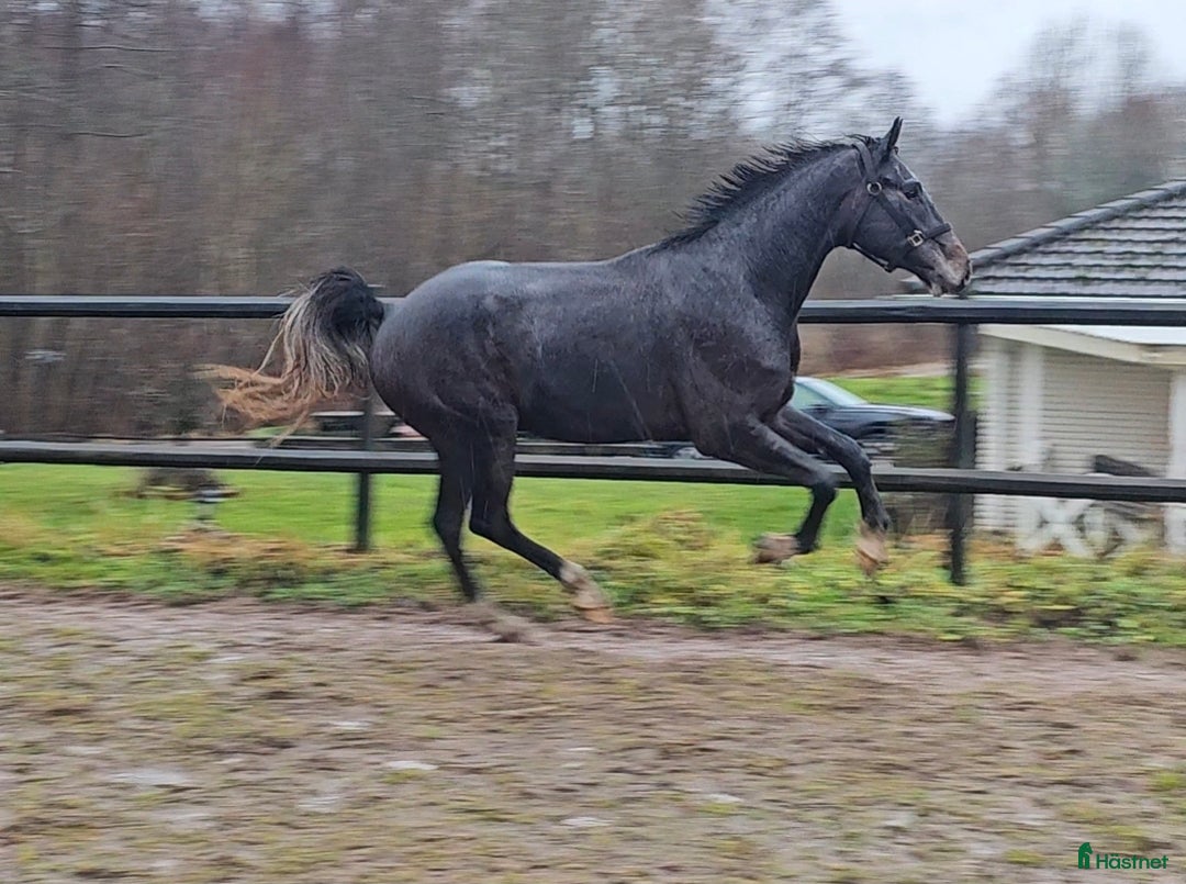 Dressyr hästar till salu: Välstammad unghäst i Odensbacken - Annons 5