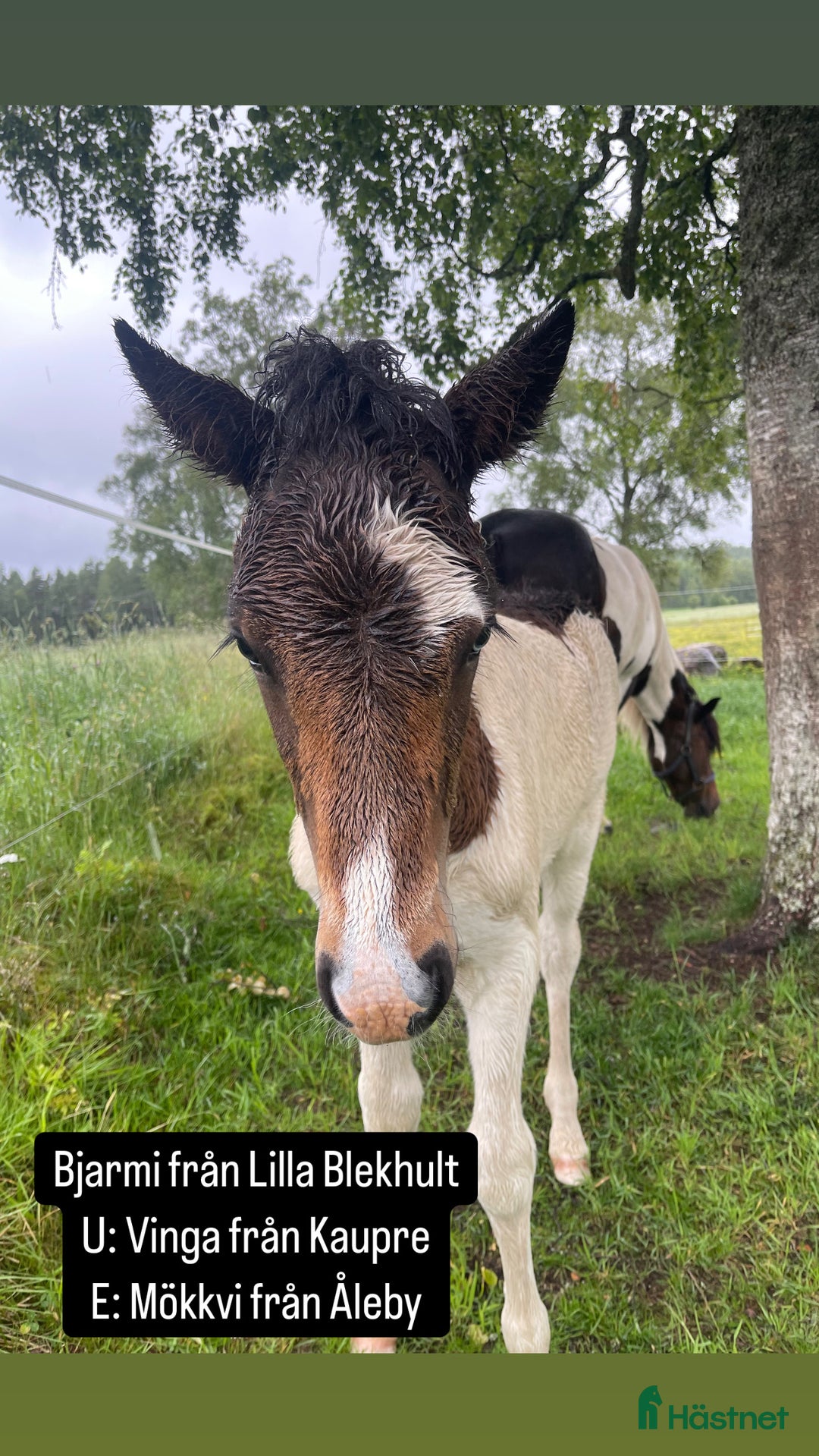 Island hästar till salu: Tre underbara hingstföl i Ulricehamn - Bild 7