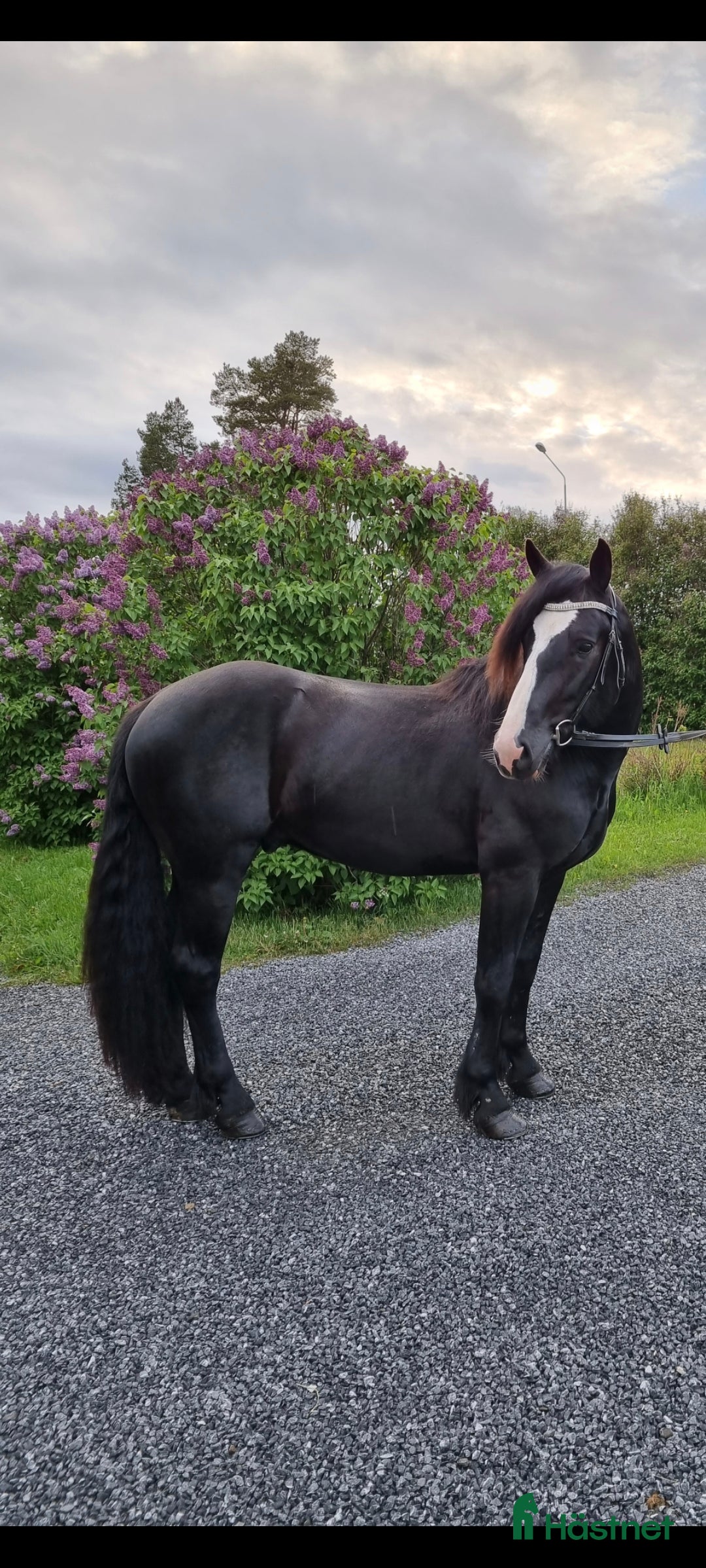 Trav hästar till salu: Snygg och trevlig i Häggenås - Annons 2