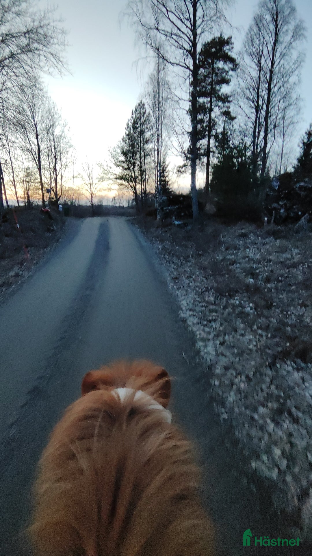 Övrigt hästar sökes: Foderhäst sökes!  i Eskilstuna - Annons 1