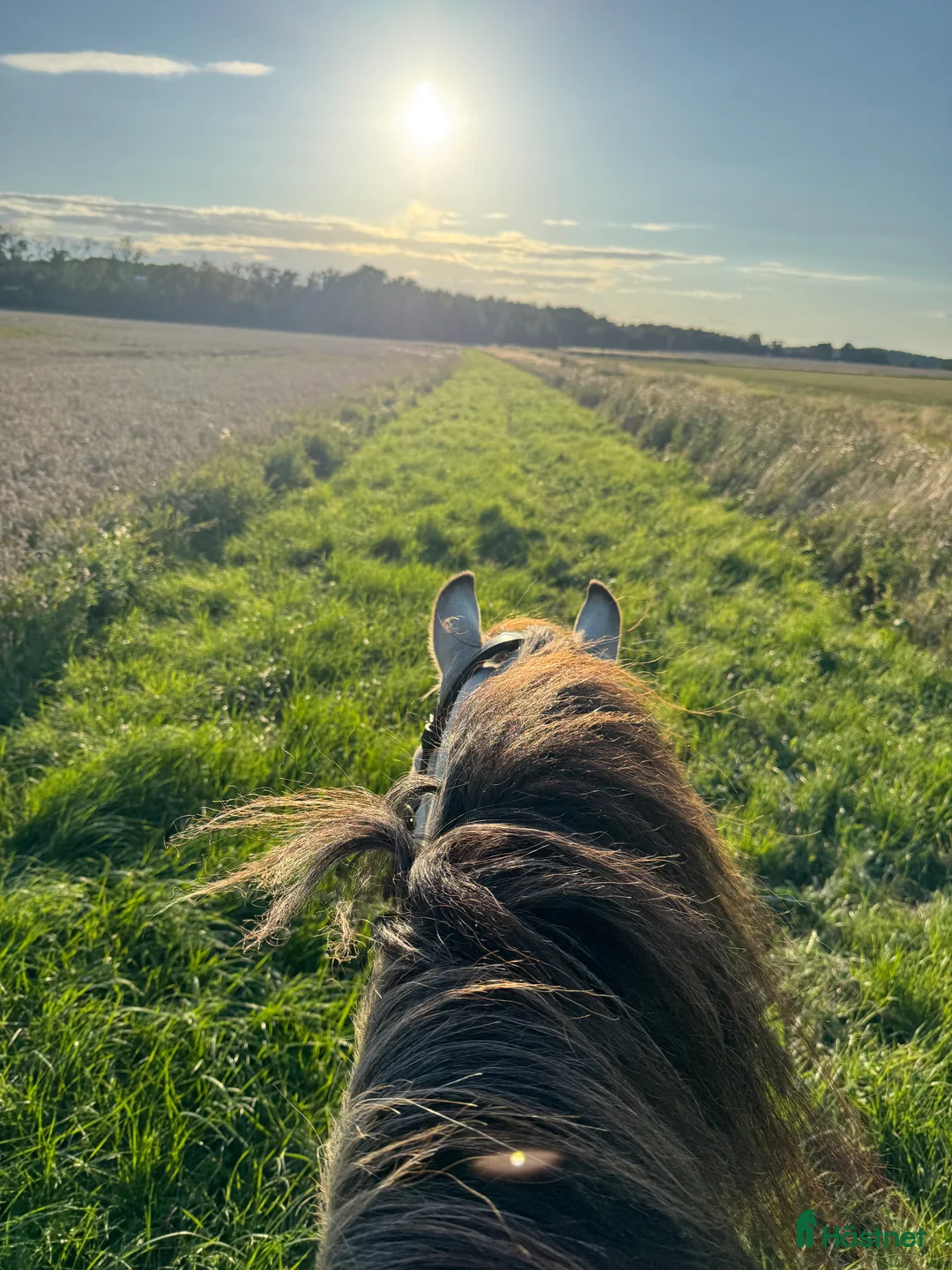  stallplats finnes: Stallplatser – Skokloster - Annons 8