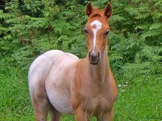 hästar Ett ämne för framtiden - Annons 1