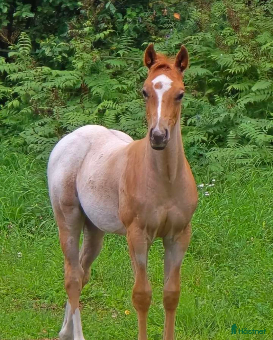 Western hästar till salu: Ett ämne för framtiden  - Annons 1