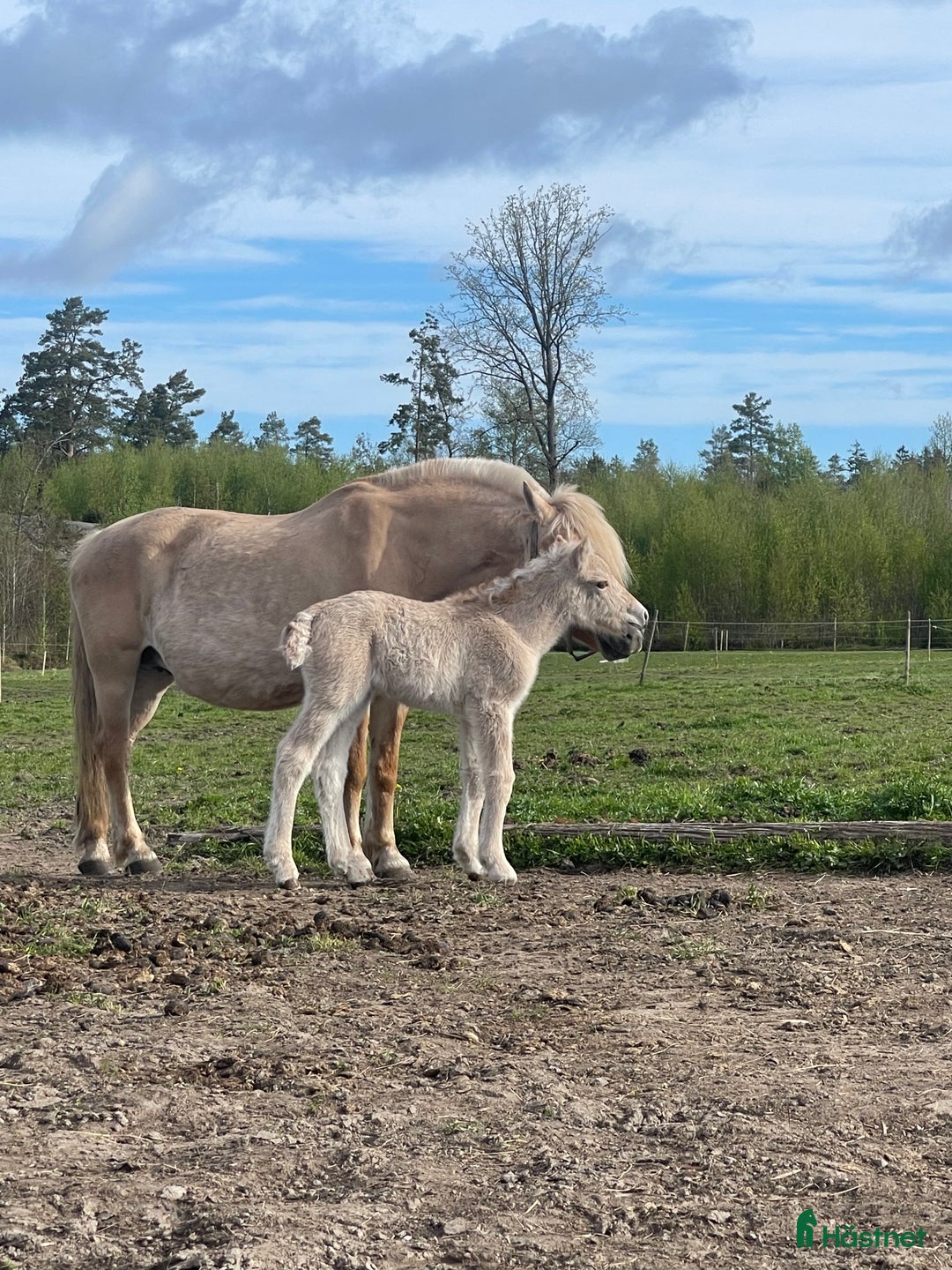 Allround hästar till salu: Rödblackt stoföl född 2 maj  i Trollhättan - Annons 4