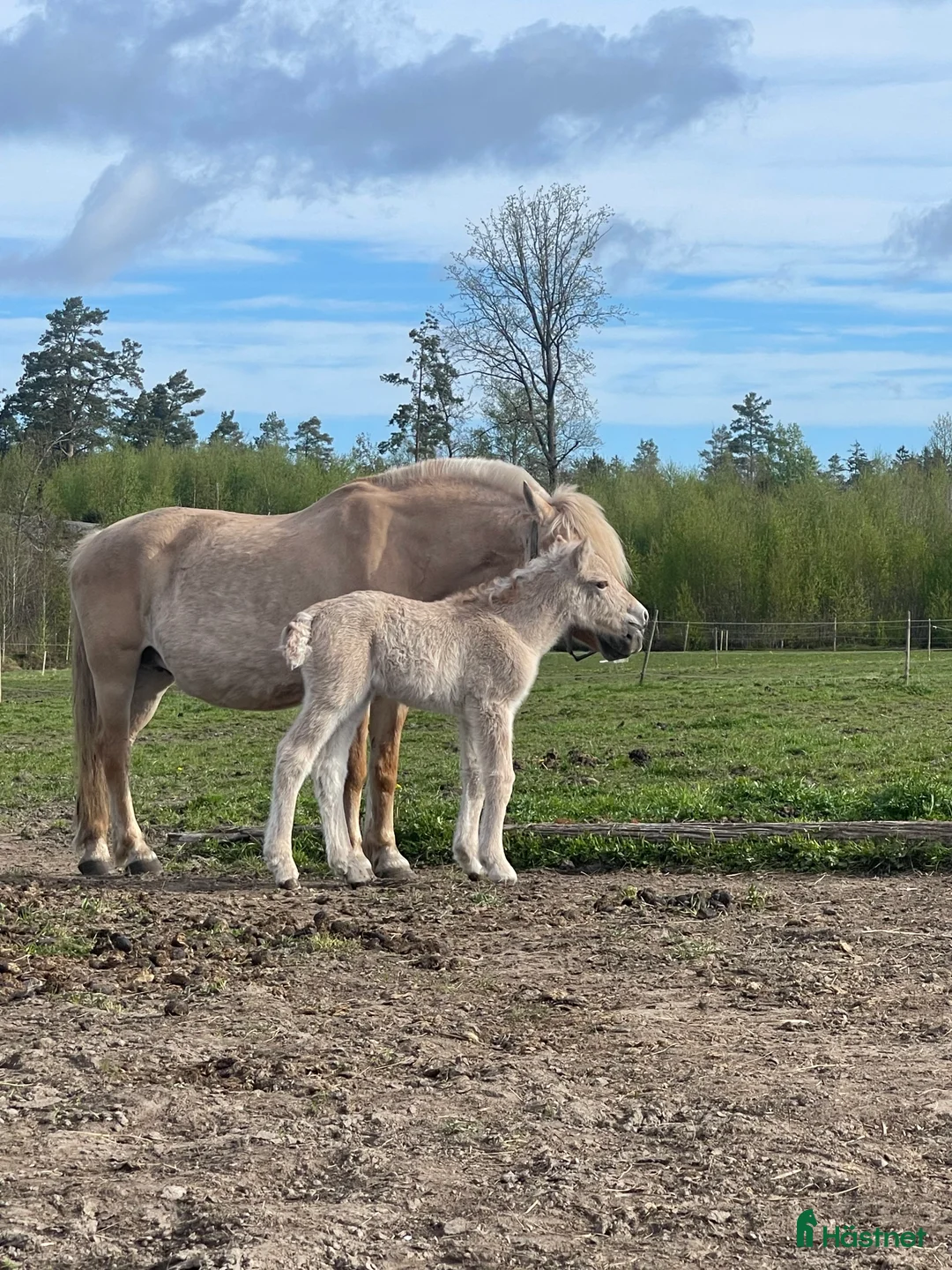 Allround hästar till salu: Rödblackt stoföl född 2 maj  i Trollhättan - Annons 4