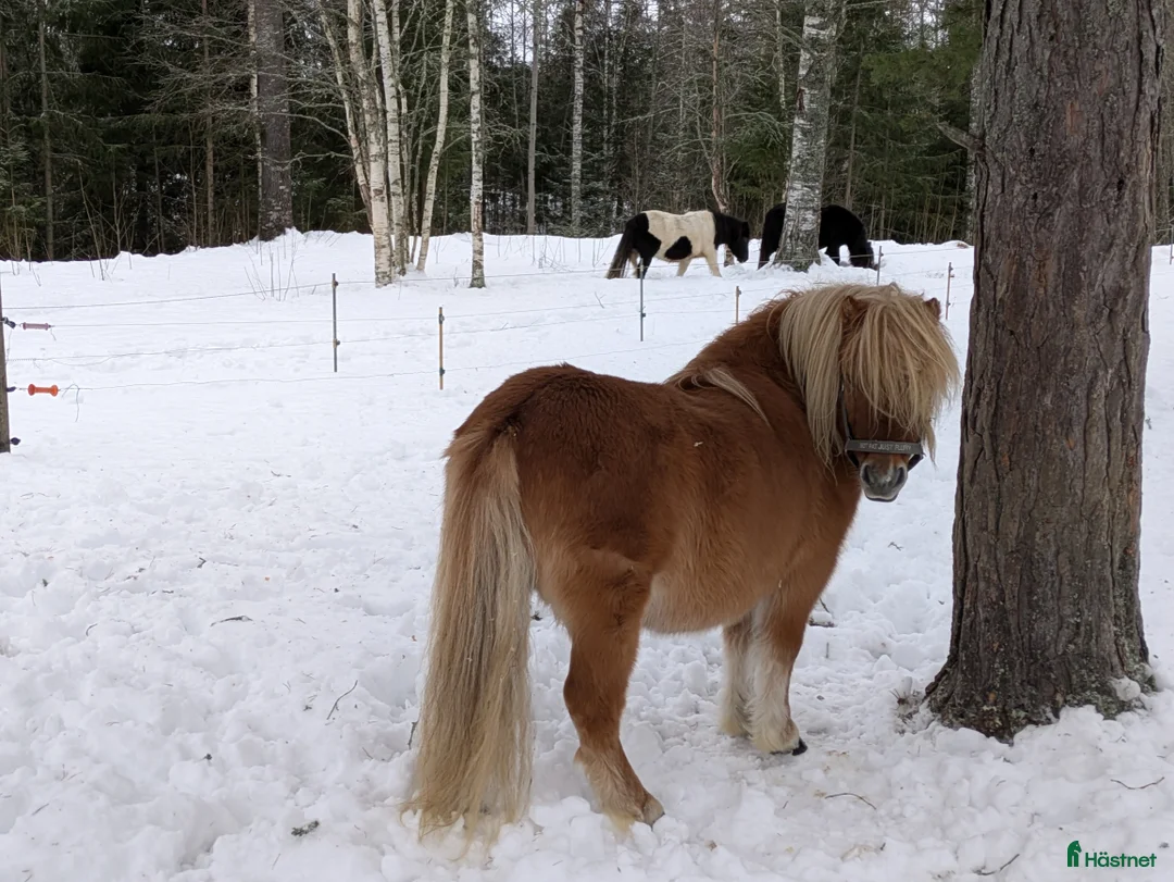 Allround hästar till salu: Trevlig Avelshingst  i Edsbyn - Annons 1