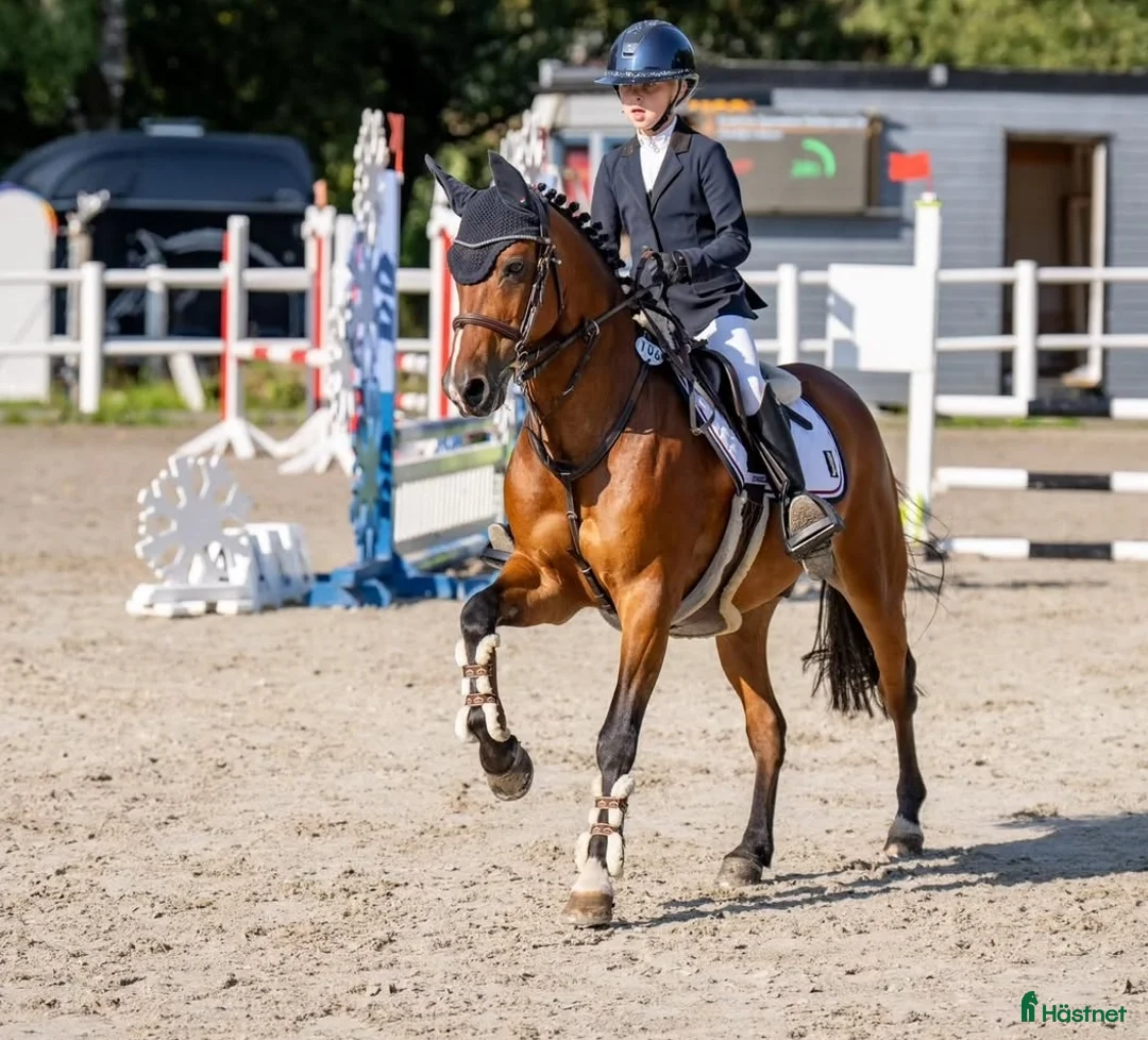 Hoppning hästar till salu: C-ponni  i Skien - Annons 4