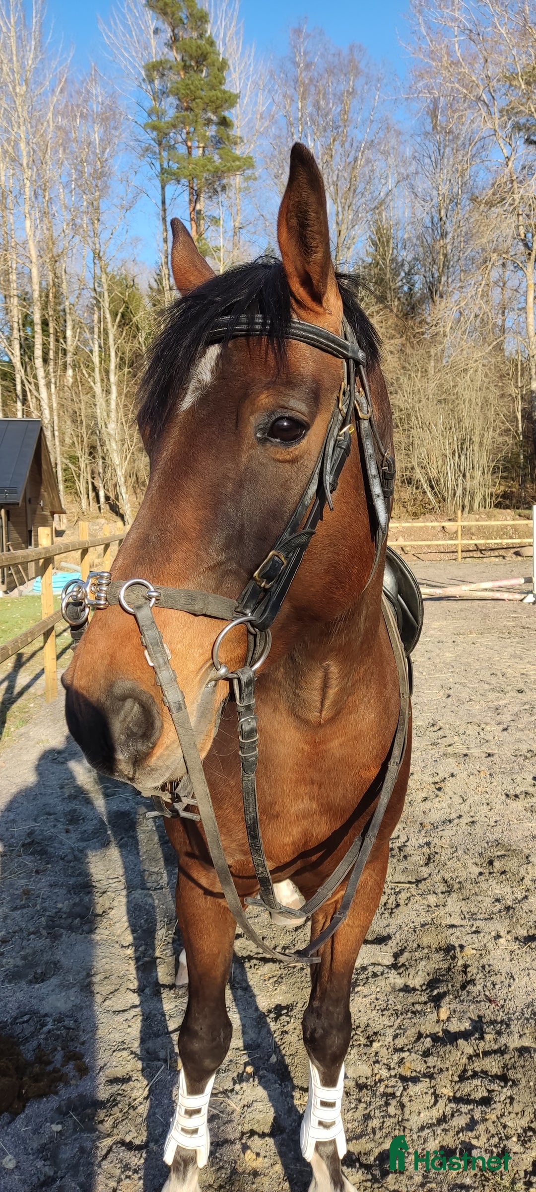 Allround hästar till salu: Ragnar säljes/bytes i Blidsberg - Annons 6