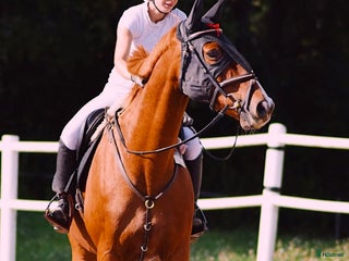 hästar 🌟TÄVLINGSRUTINERAD VALACK MED STORT HJÄRTA🌟 - Annons 6