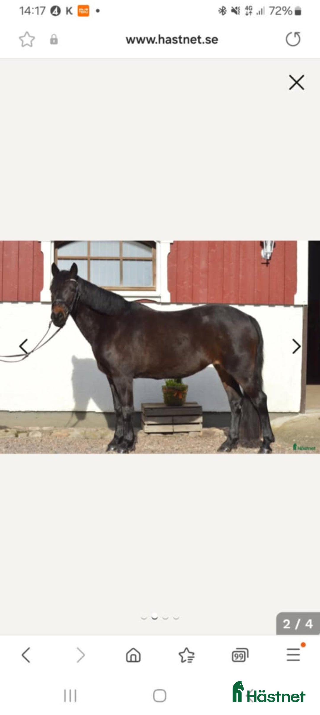 Allround hästar till salu: Läromästare, mor/dotter ponny - Annons 2