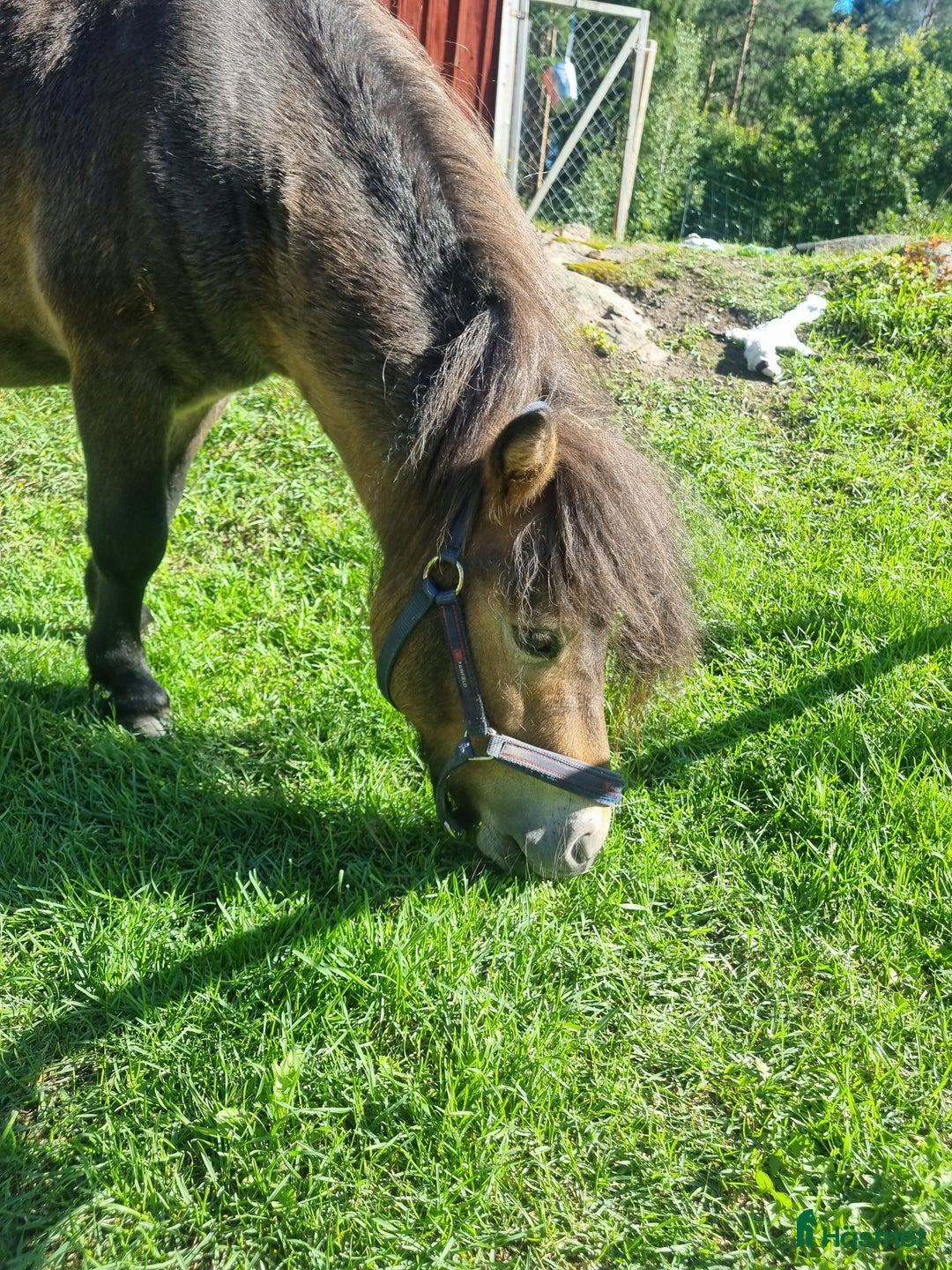 Allround hästar till salu: Snäll Shettishingst med stam. i Norberg - Annons 5