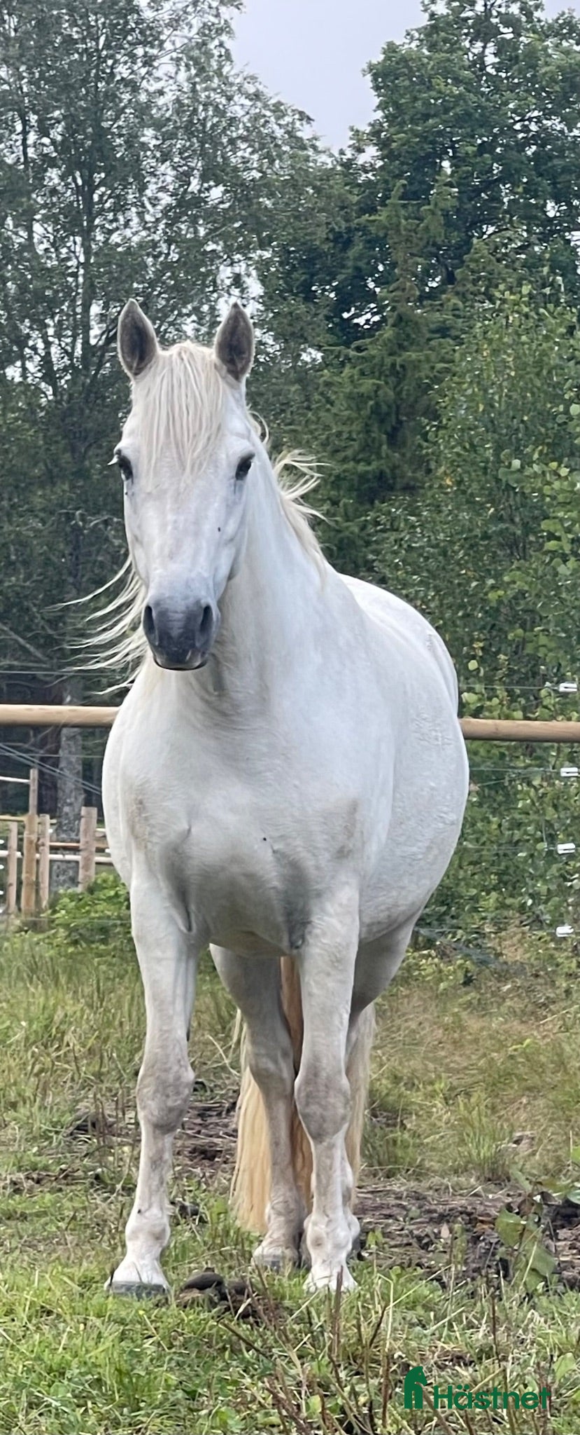  hästar Lyxig skogsmulle/avelssto säljes - Annons 1
