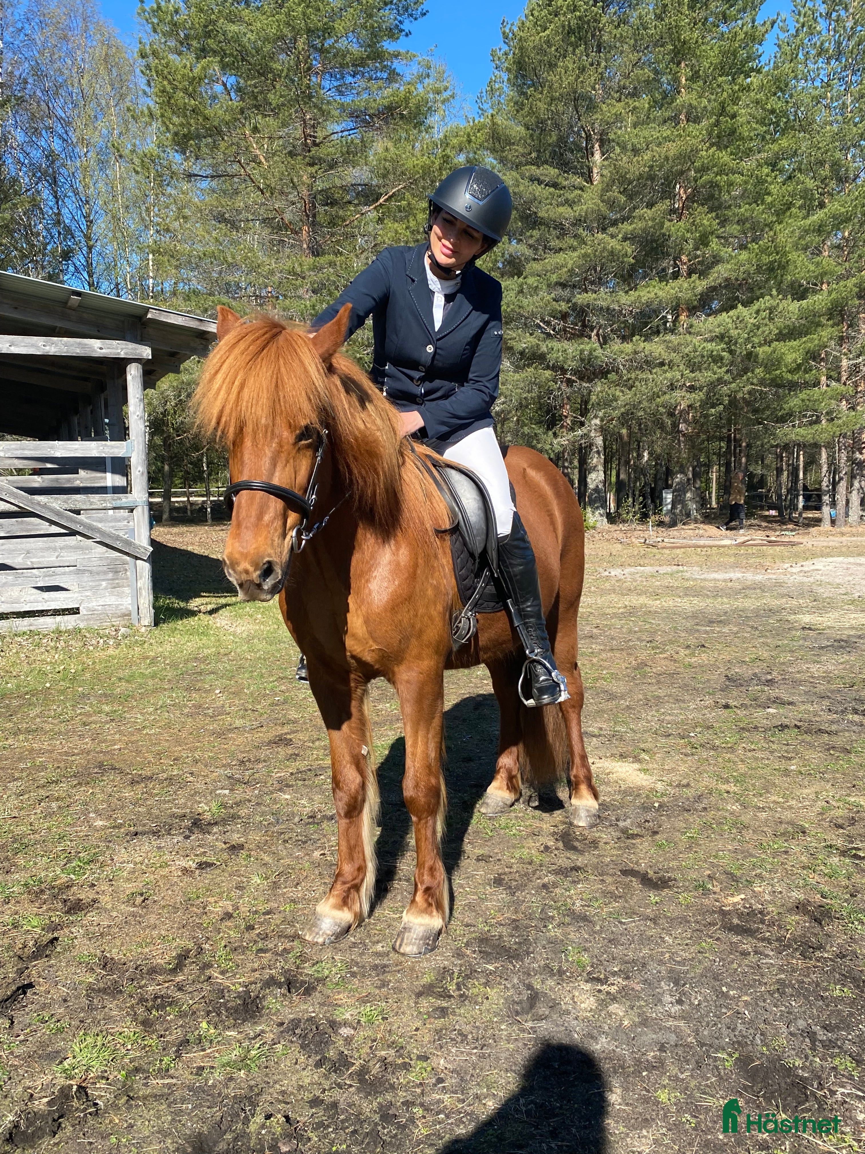  hästar Vackert sto i Skinnskatteberg - Annons 19