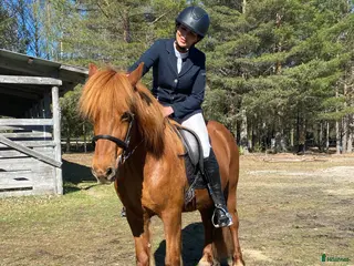 hästar Vackert sto i Skinnskatteberg - Annons 6