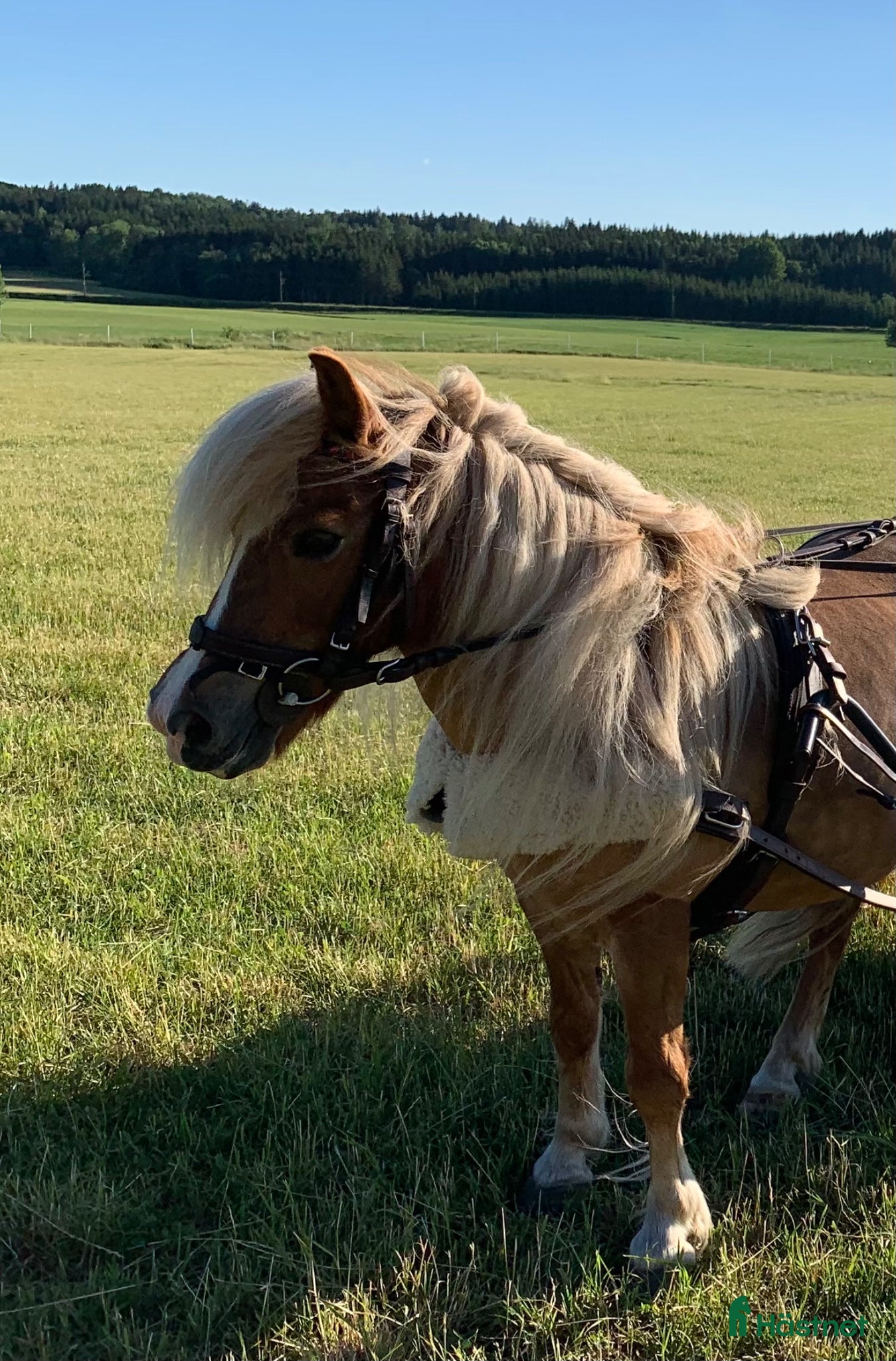  hästar Sällskap/ promenadkörning - Annons 5