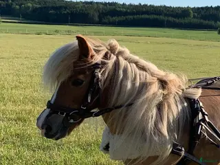 hästar Sällskap/ promenadkörning - Annons 5