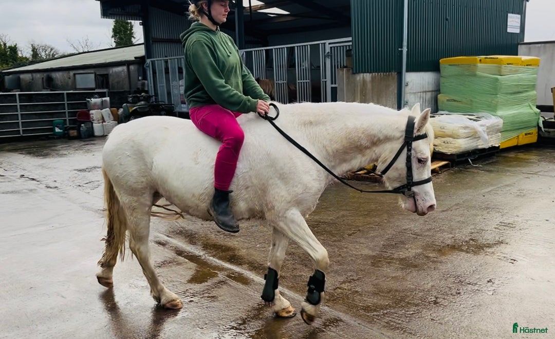 Allround hästar till salu: Allrounder ponies i Ljungby - Annons 10