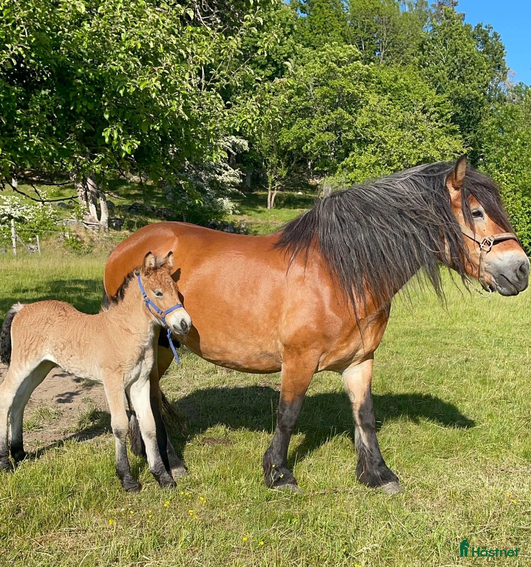 Körning hästar till salu: Dräktigt Elitsto samt Pigall 7 mån i Lilla Edet - Annons 11