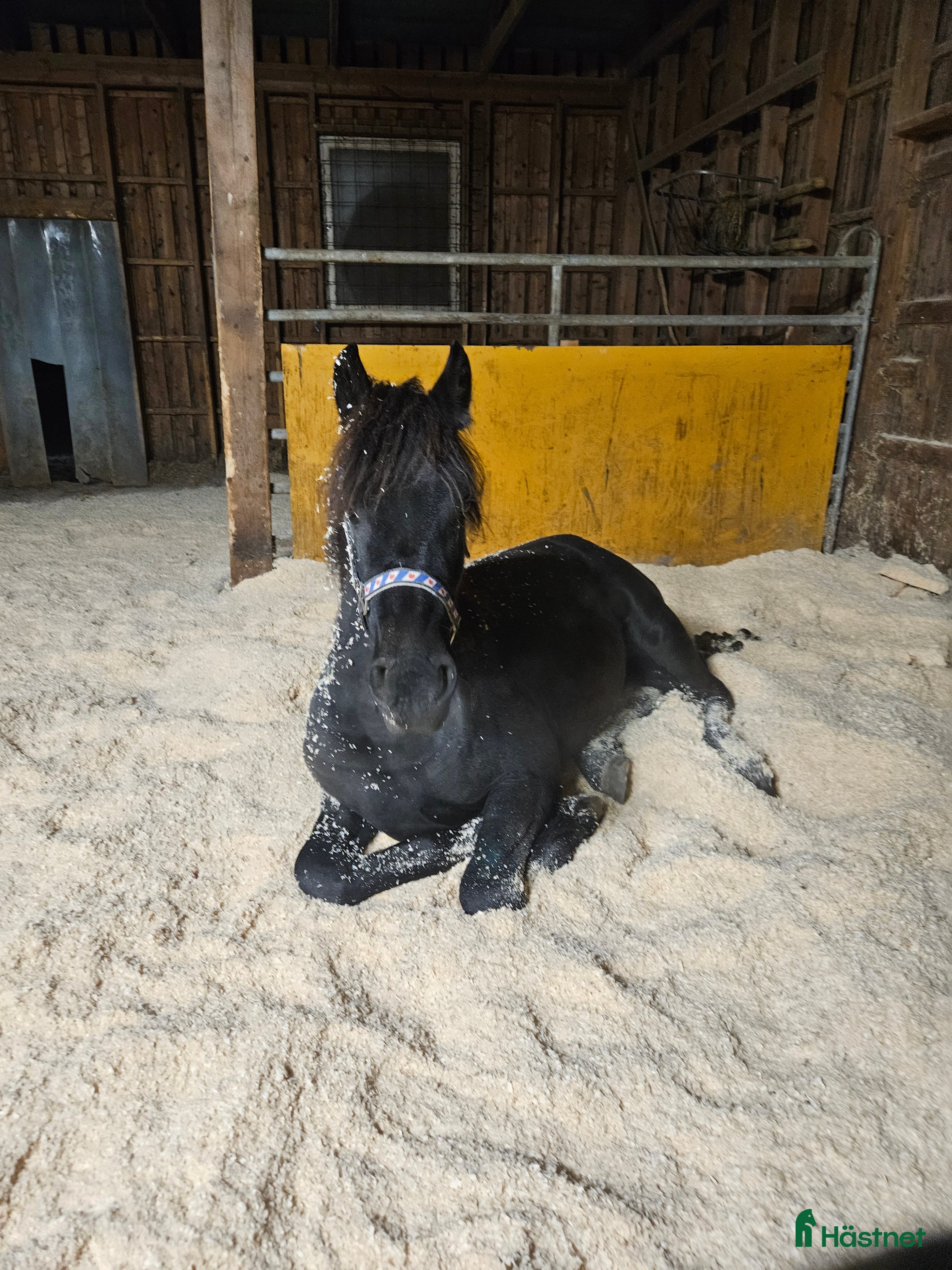  hästar Trevligt ung frieser - Annons 2