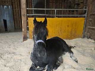 hästar Trevligt ung frieser - Annons 12