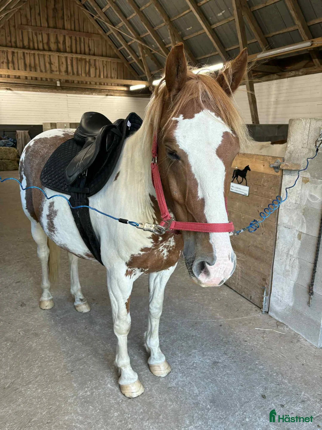 Allround hästar till salu: Positiv valack - Annons 3