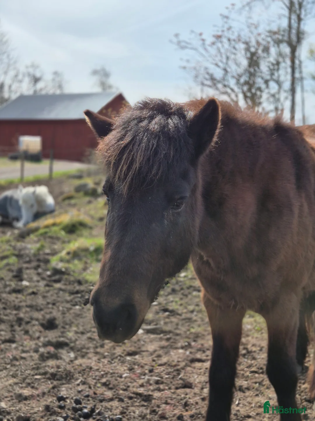  foderhäst finnes: Fordervärdar/medryttare sökes i Almunge - Annons 2