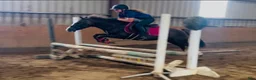 Hoppning hästar till salu: Jumping ponies  - Annons 10