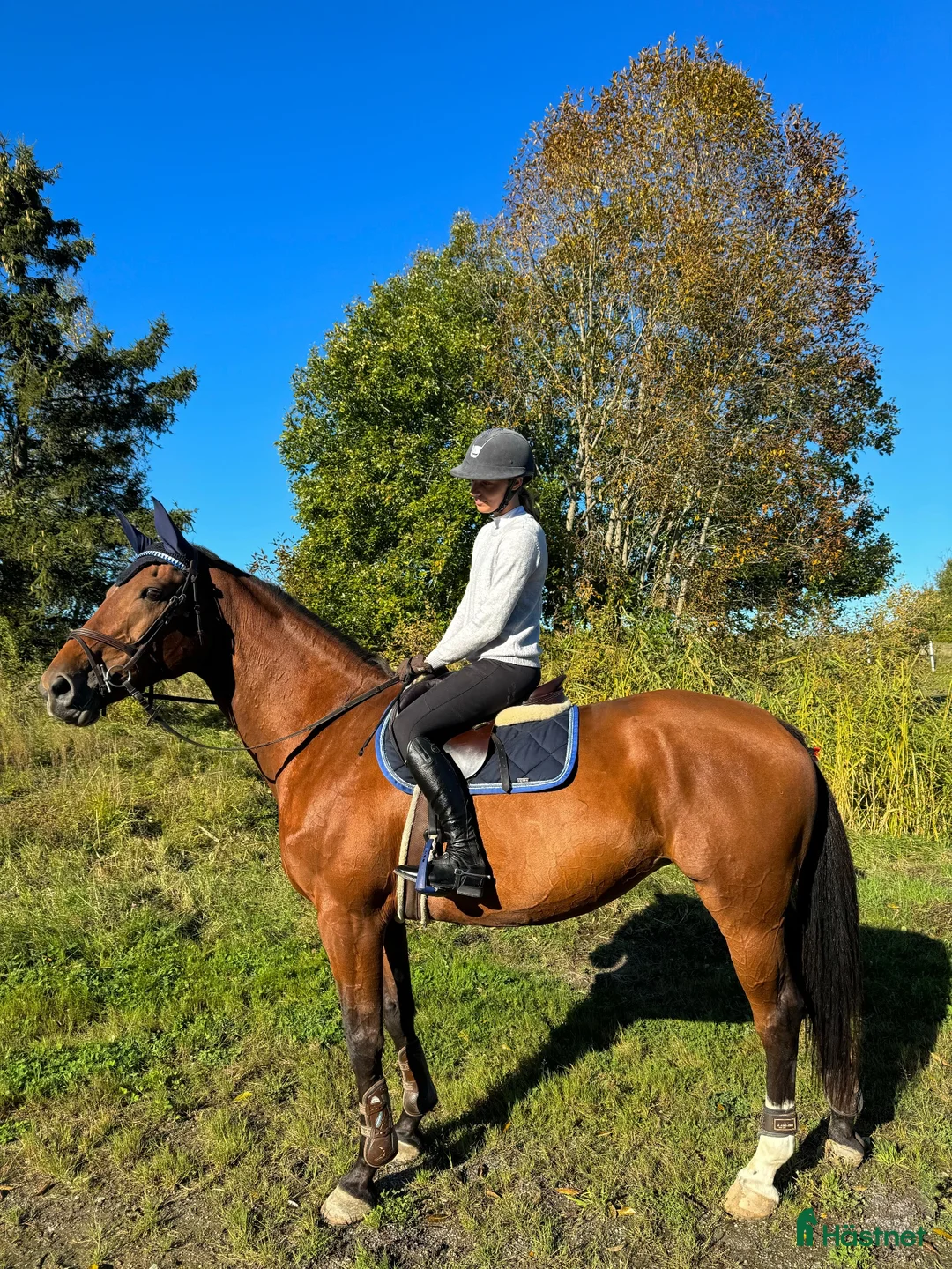 Allround hästar till salu: Hobby eller mor/dotter häst! - Annons 2