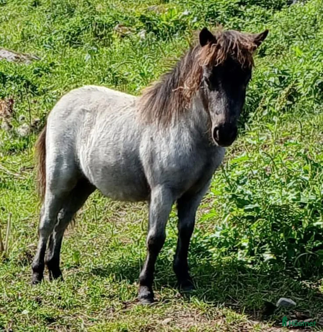 Allround hästar till salu: Gotlandsruss & Shetland - Annons 11