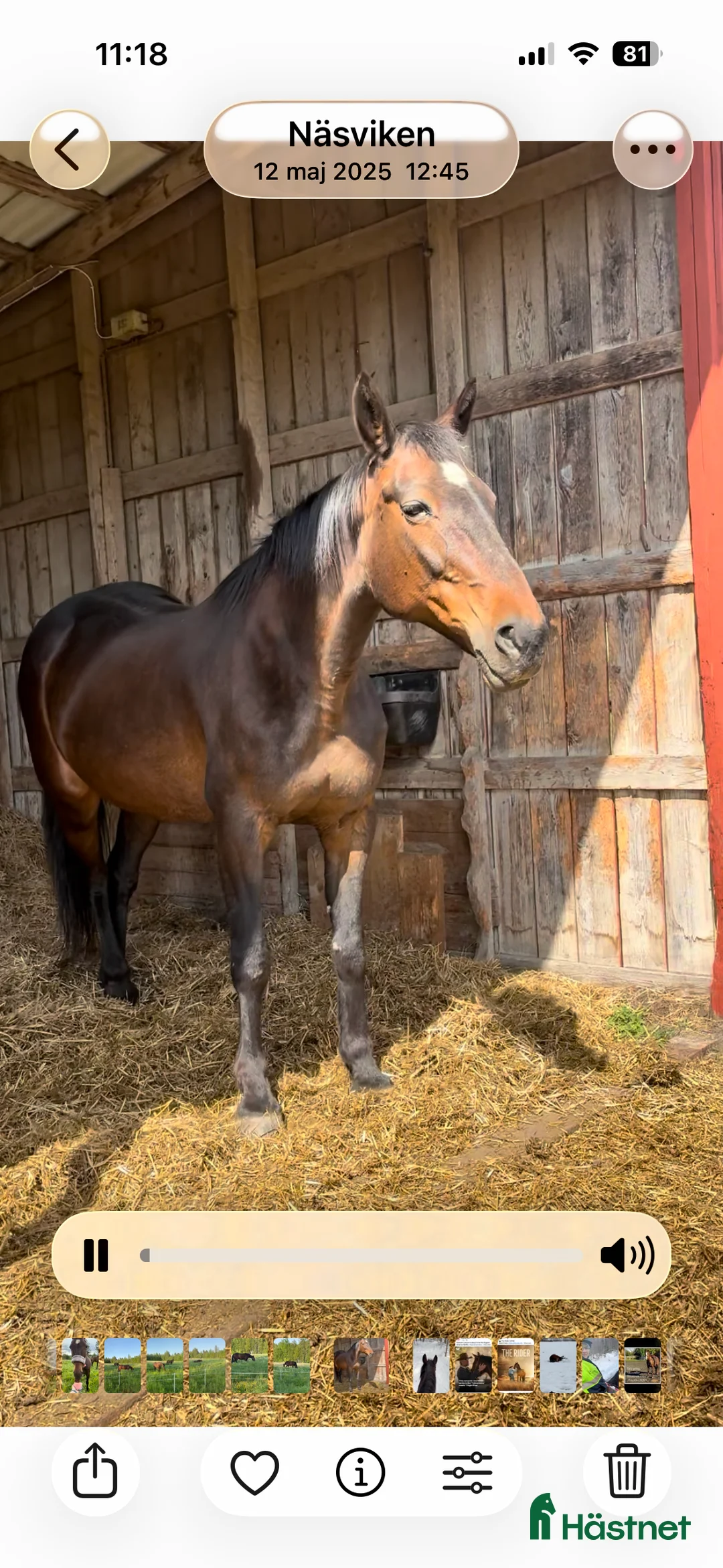 Allround hästar till salu: Hobbyhäst i Näsviken - Annons 2
