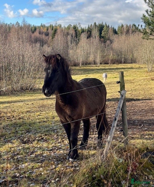 hästar Islandshäst Unghäst 3år.  i Kungsgården - Annons 13