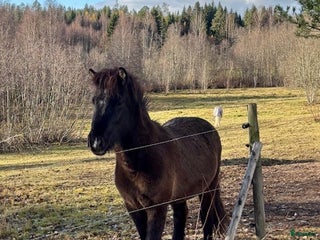 hästar Islandshäst Unghäst 3år. i Kungsgården - Annons 2