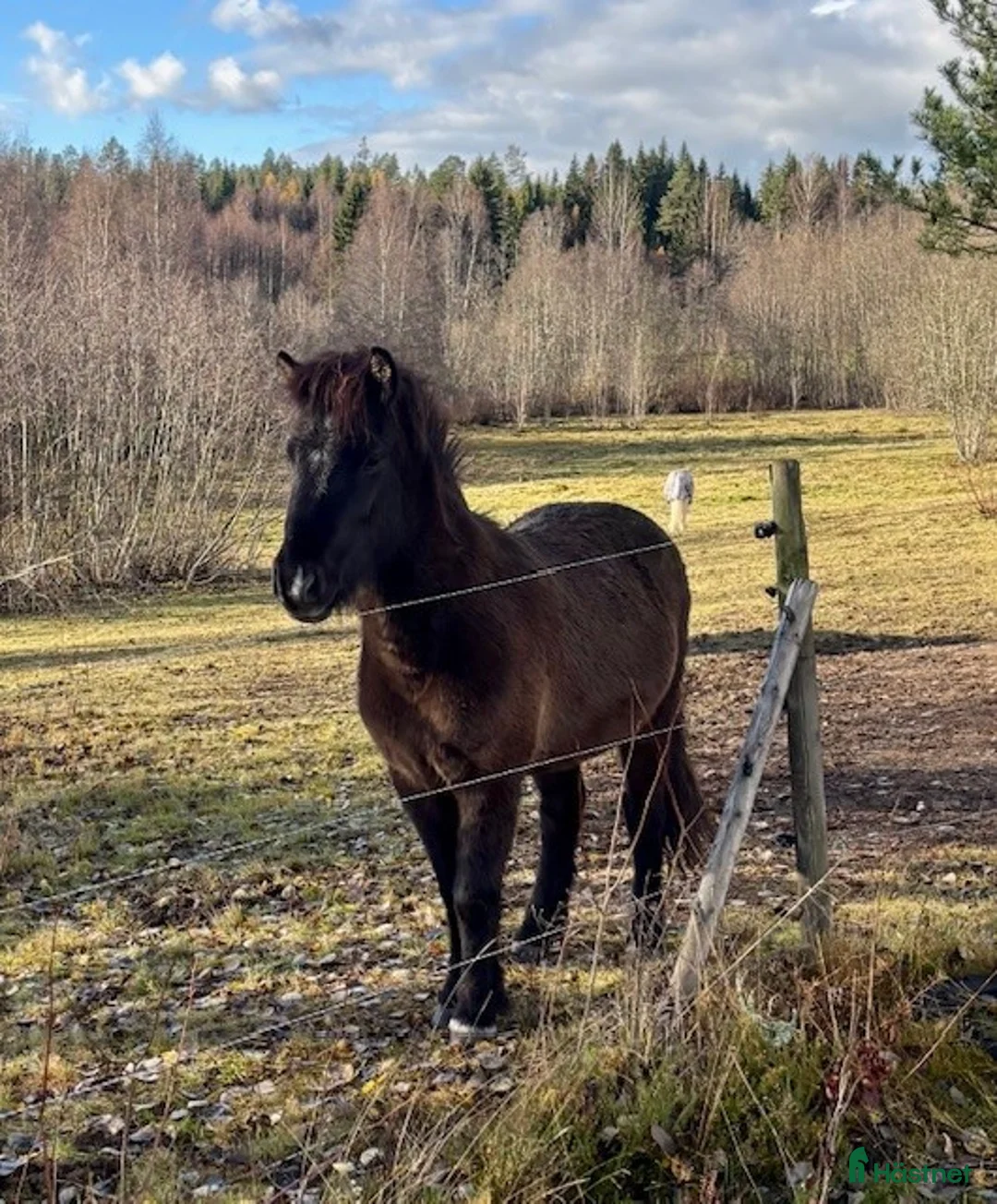 Island hästar till salu: Islandshäst Unghäst 3år.  i Kungsgården - Annons 1
