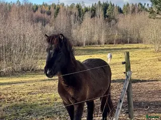hästar Islandshäst Unghäst 3år. i Kungsgården - Annons 10