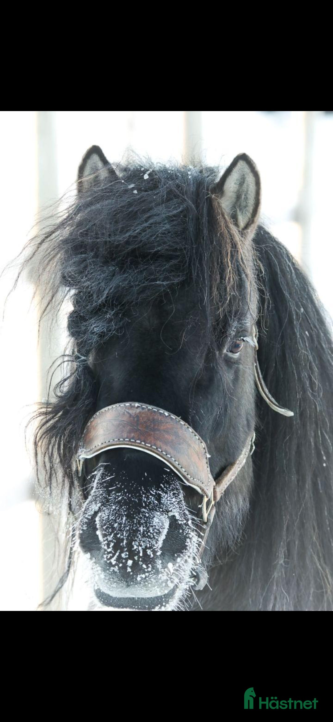 Avelshästar hästar till salu: Unik avelshingst med färgen musblack. i Byske - Annons 7