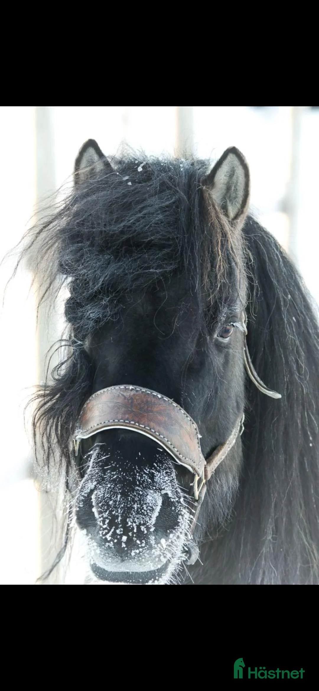 Avelshästar hästar till salu: Unik avelshingst med färgen musblack. - Annons 7