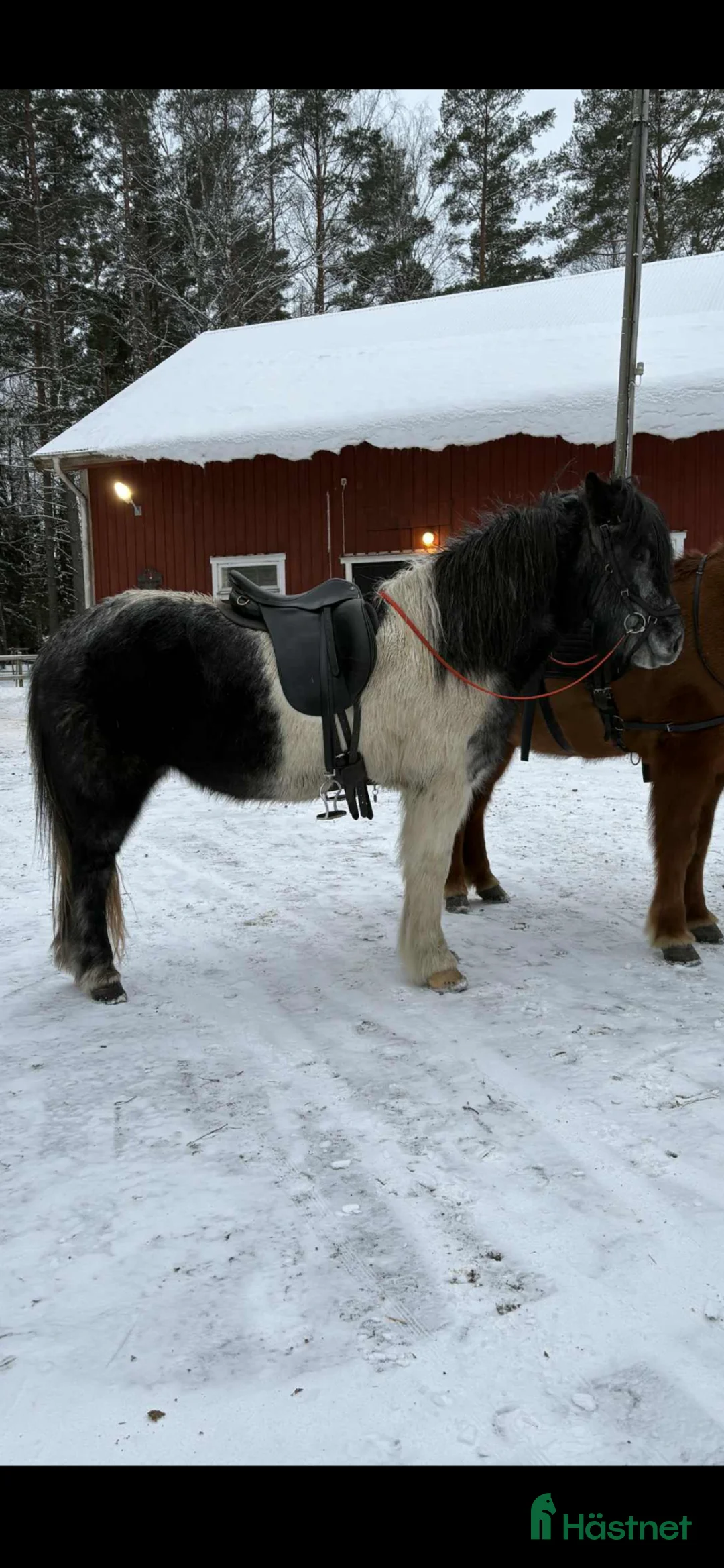 Island hästar till salu: Hrimbakur i två led sto fyra år och grundriden  i Stockholm - Annons 3