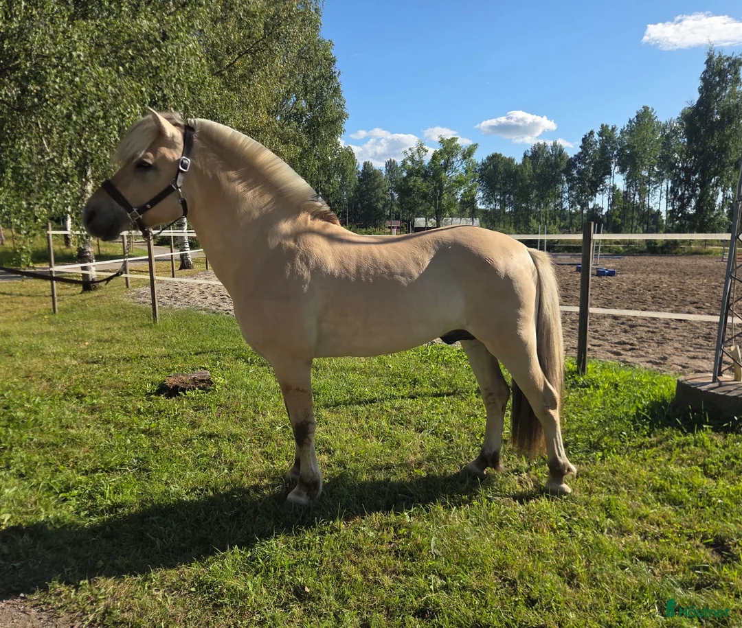 Allround hästar till salu: 3-årig toppstammad Valack söker 5🌟🏡 - Annons 1