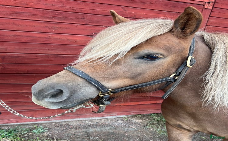  hästar i Borlänge - Annons 9