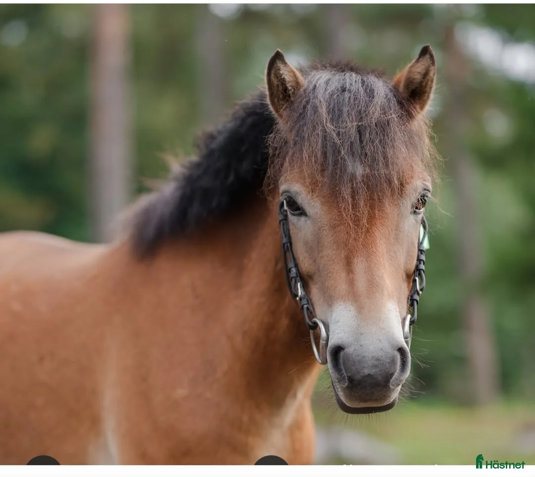 Allround hästar till salu: Charmigt russ med stor personlighet i Vetlanda - Annons 1