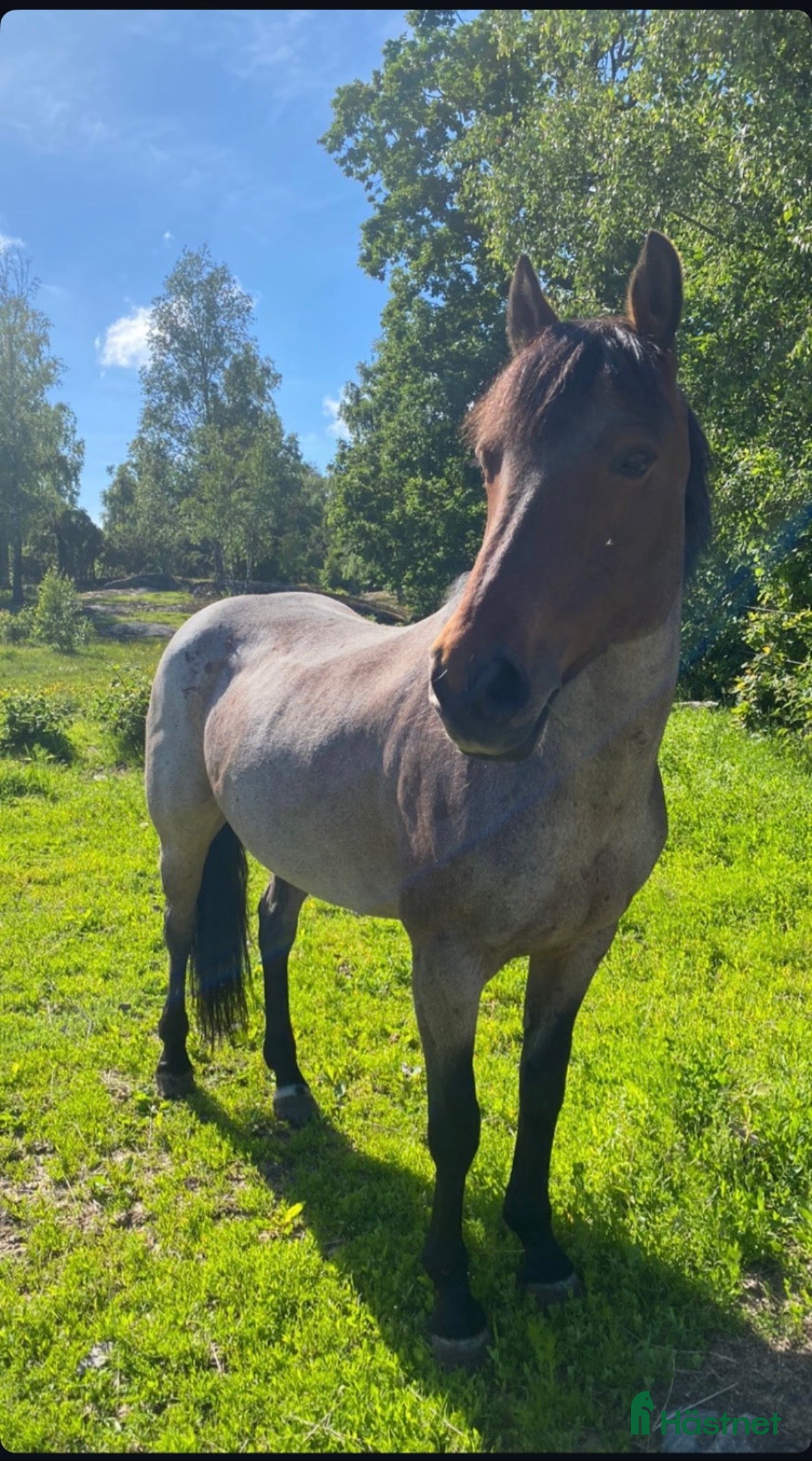  hästar Allround ponny i Västra Frölunda - Annons 10