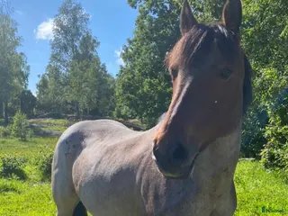 hästar Allround ponny i Västra Frölunda - Annons 10