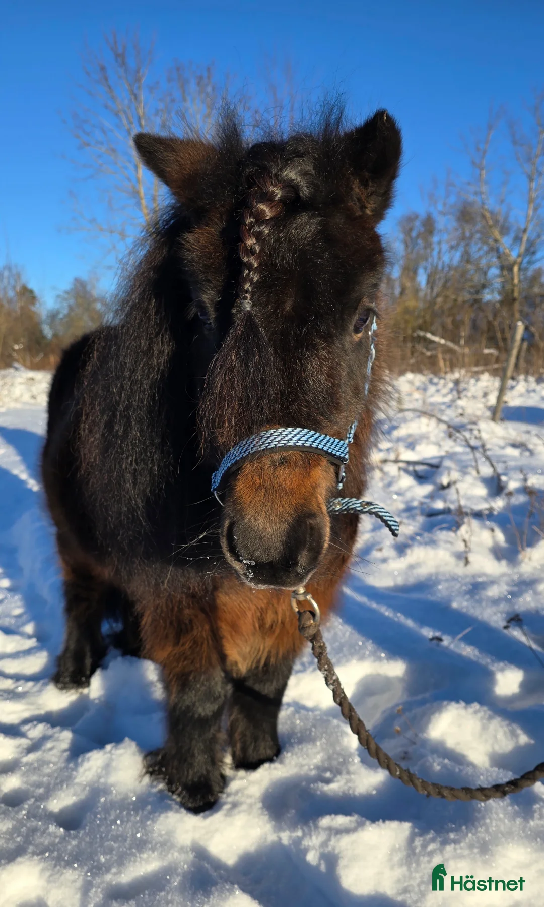 Allround hästar till salu: Sockersött shettissto i Mjölby - Annons 4