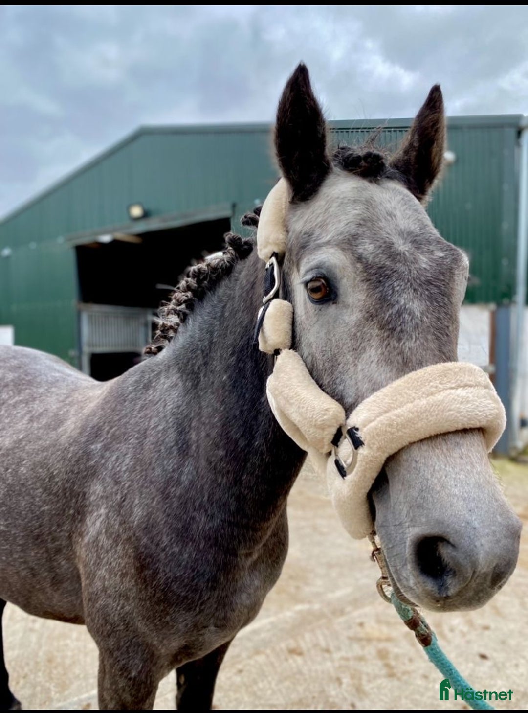 Hoppning hästar till salu: Selection of Irish ponies i Ljungby - Annons 15