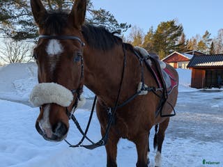 hästar Allround sto - Annons 22