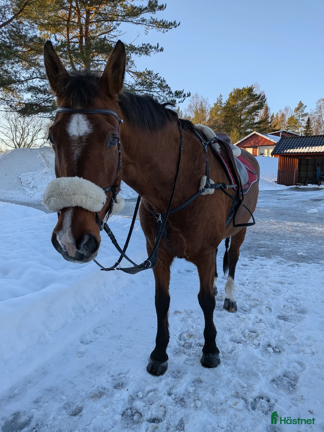 Allround hästar till salu: Allround sto - Annons 1