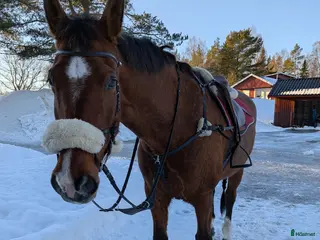 hästar Allround sto - Annons 13