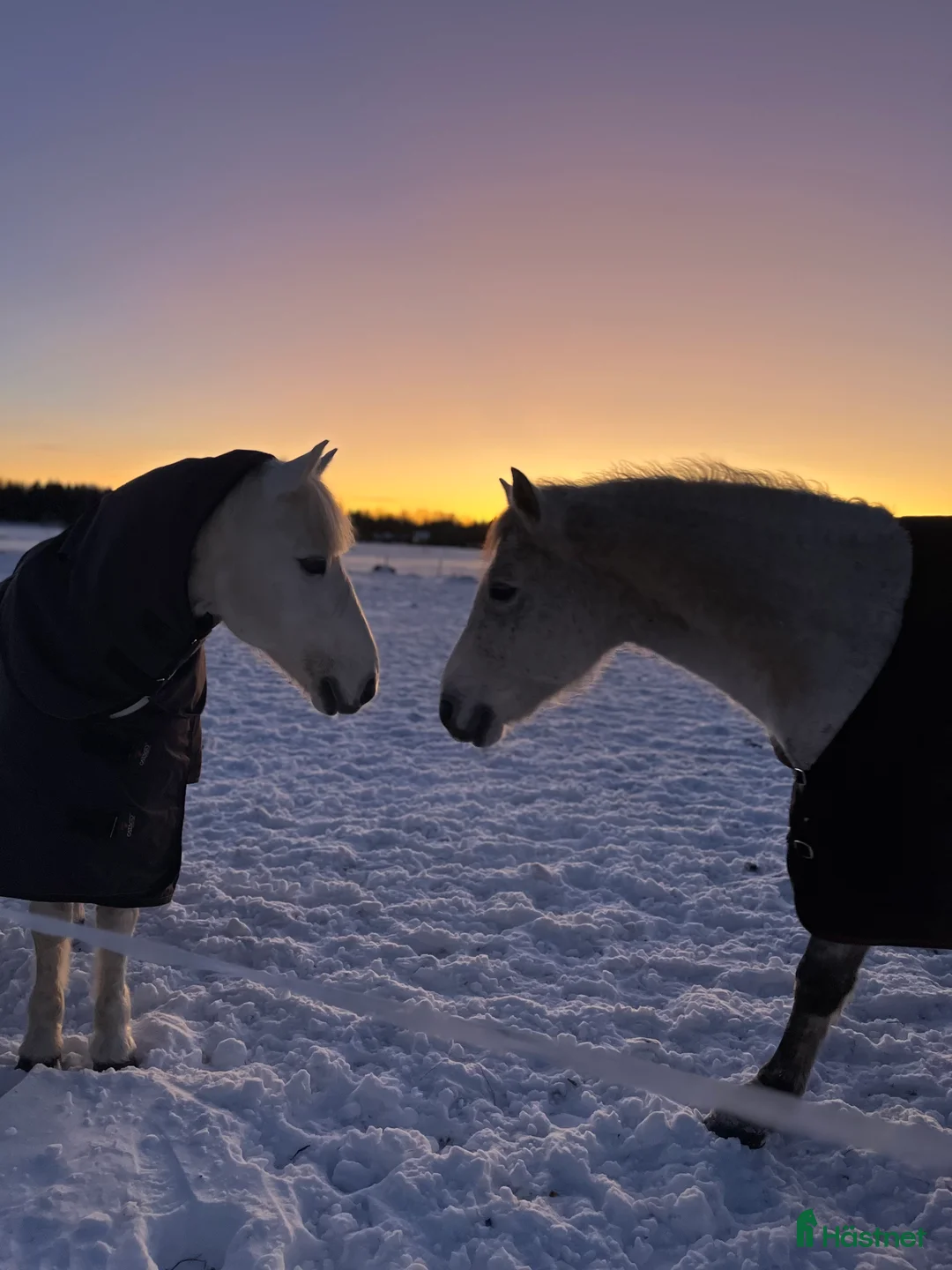  stallplats finnes: Ledig stallplats i mysigt, lugnt stall i bälinge i Bälinge - Annons 1